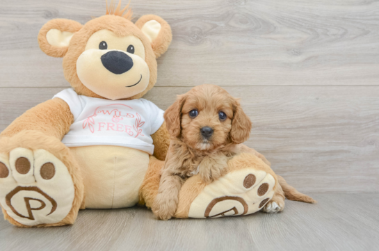 Sweet Cavapoo Baby
