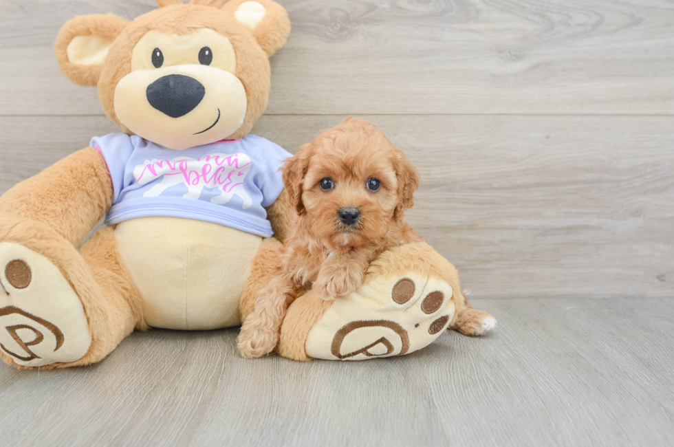 5 week old Cavapoo Puppy For Sale - Premier Pups
