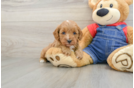Best Cavapoo Baby