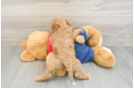 Best Cavapoo Baby
