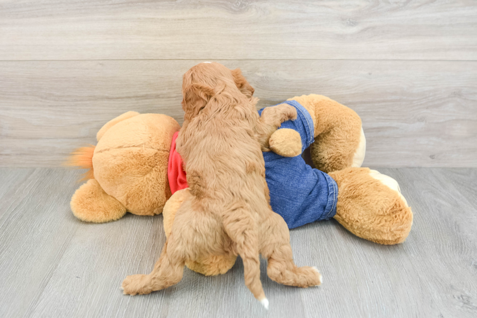 Best Cavapoo Baby