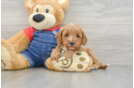 Fluffy Cavapoo Poodle Mix Pup