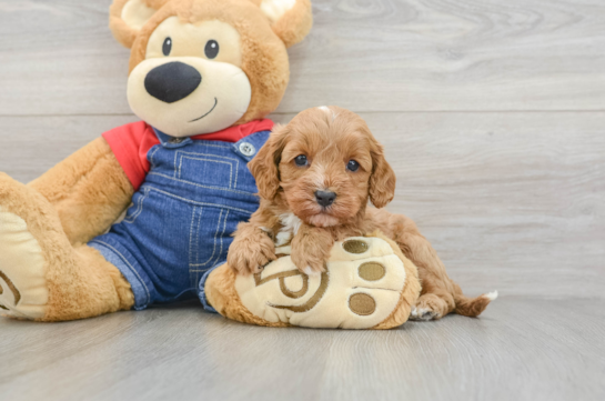 Fluffy Cavapoo Poodle Mix Pup