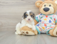 8 week old Cavapoo Puppy For Sale - Premier Pups