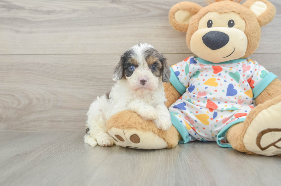 6 week old Cavapoo Puppy For Sale - Premier Pups