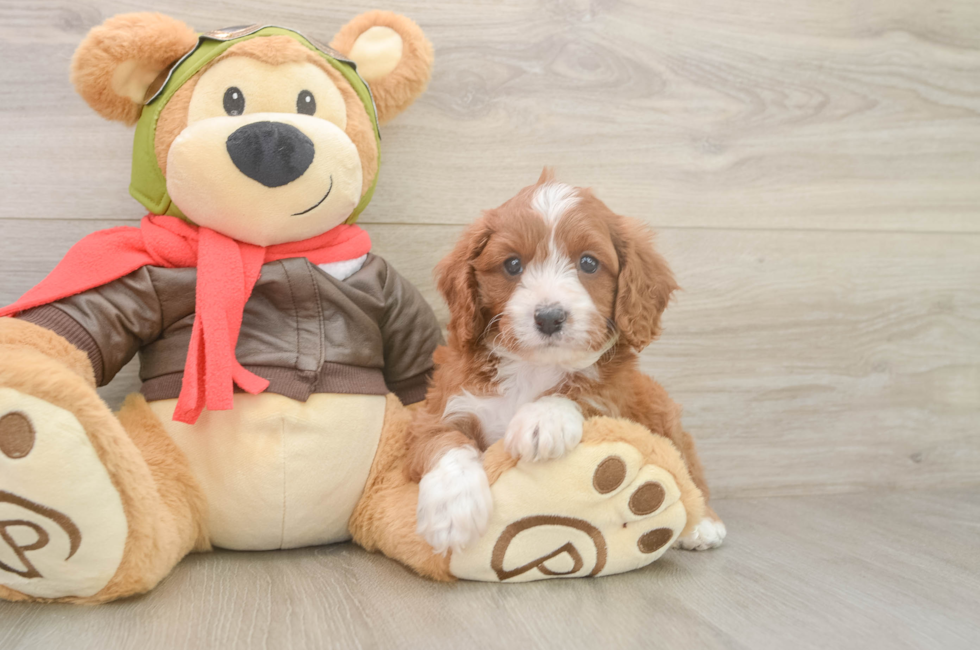 5 week old Cavapoo Puppy For Sale - Premier Pups