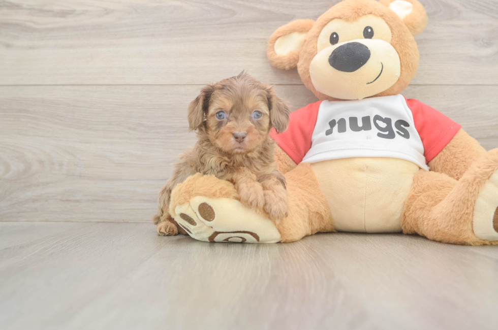 5 week old Cavapoo Puppy For Sale - Premier Pups
