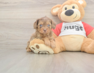6 week old Cavapoo Puppy For Sale - Premier Pups 6 week old Cavapoo Puppy For Sale - Premier Pups