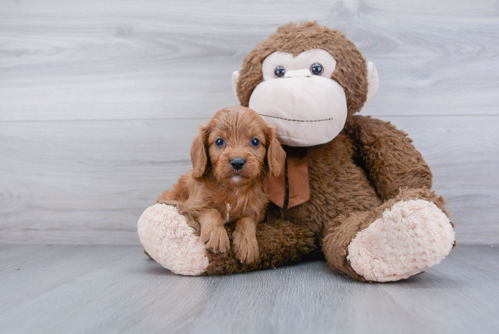 Cavapoo Puppy for Adoption