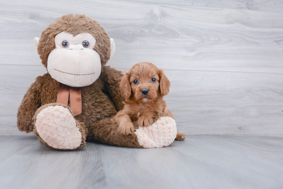 Best Cavapoo Baby