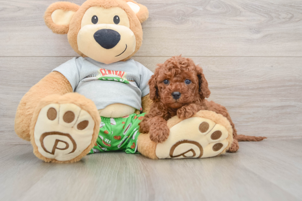 Funny Cavapoo Poodle Mix Pup