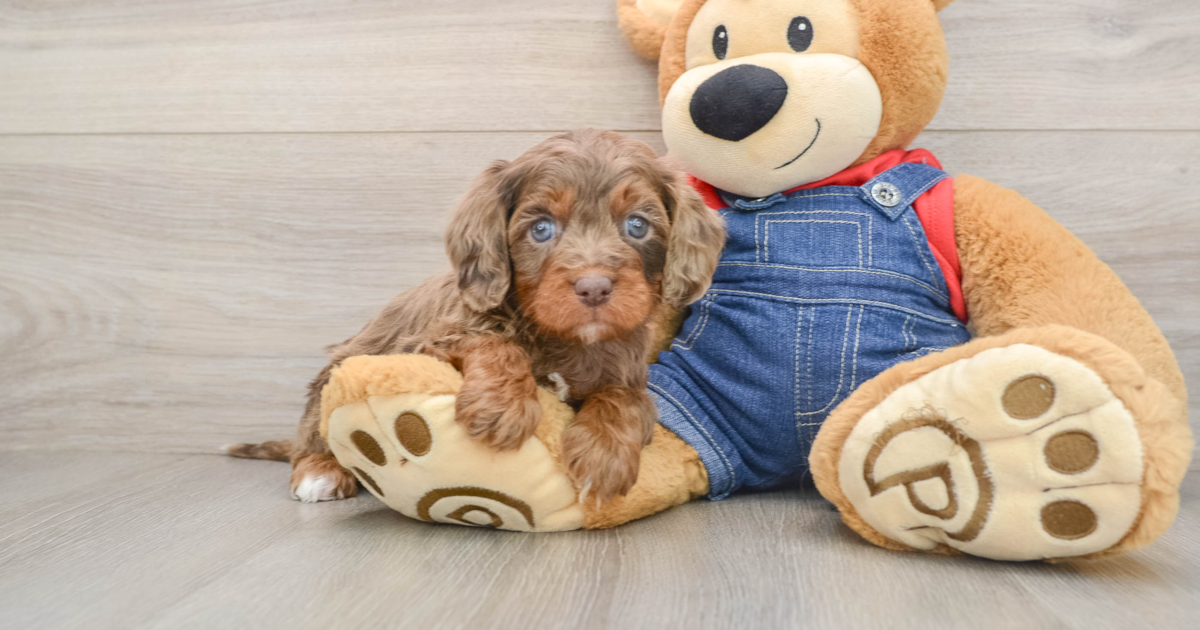 Smart Cavapoo Amigo: 6lb 7oz Doodle Puppy