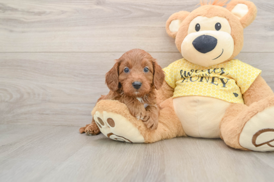 Energetic Cavoodle Poodle Mix Puppy