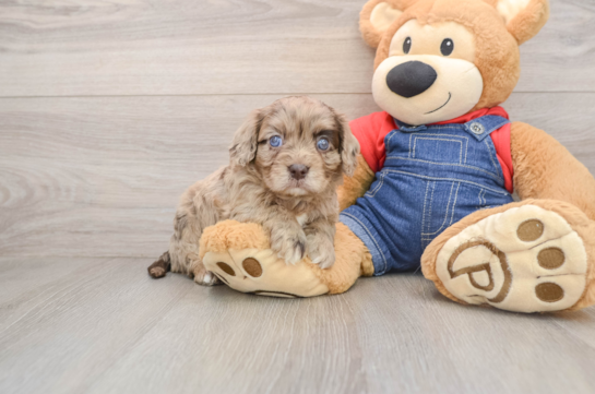 Cavapoo Puppy for Adoption