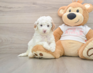 7 week old Cavapoo Puppy For Sale - Premier Pups