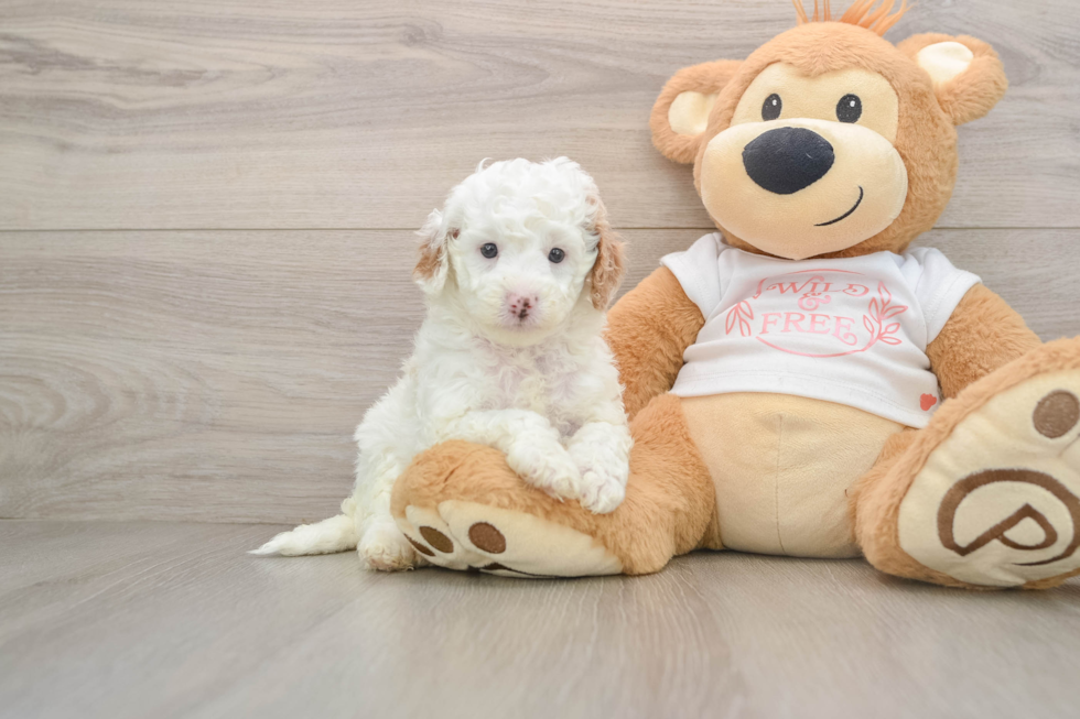 Best Cavapoo Baby