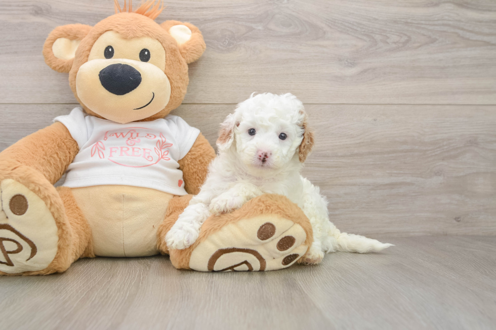 Hypoallergenic Cavadoodle Poodle Mix Puppy
