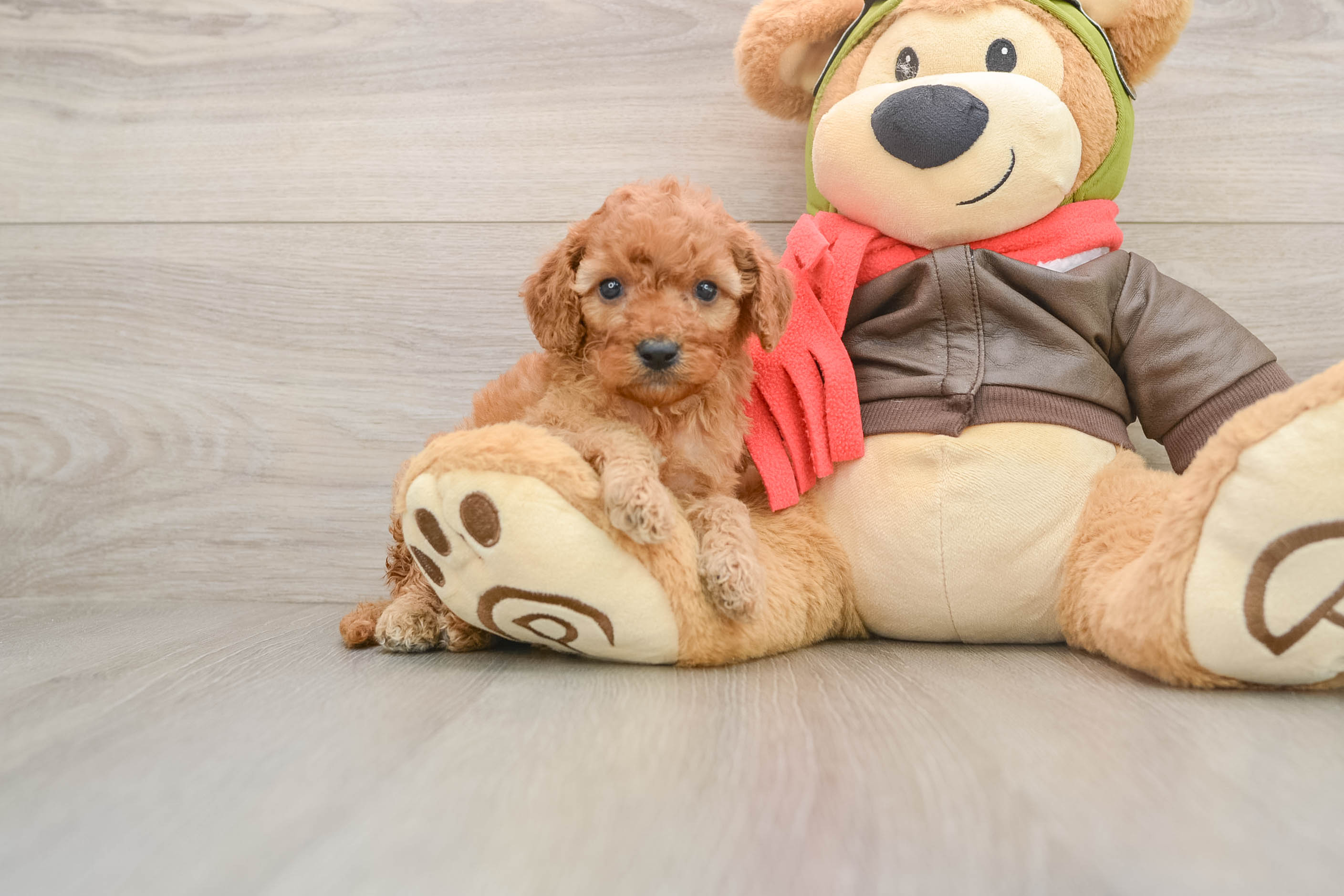 Cavapoo Puppy for Adoption
