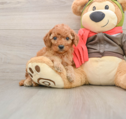 6 week old Cavapoo Puppy For Sale - Premier Pups