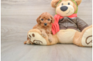 Cavapoo Puppy for Adoption