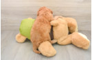 Cavapoo Puppy for Adoption