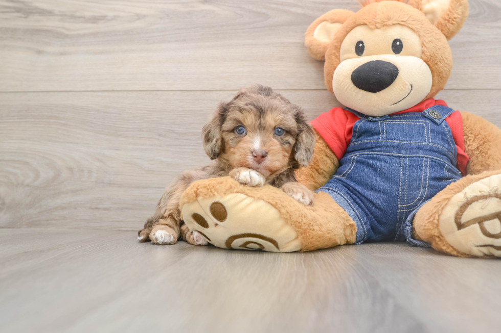 Cavapoo Pup Being Cute