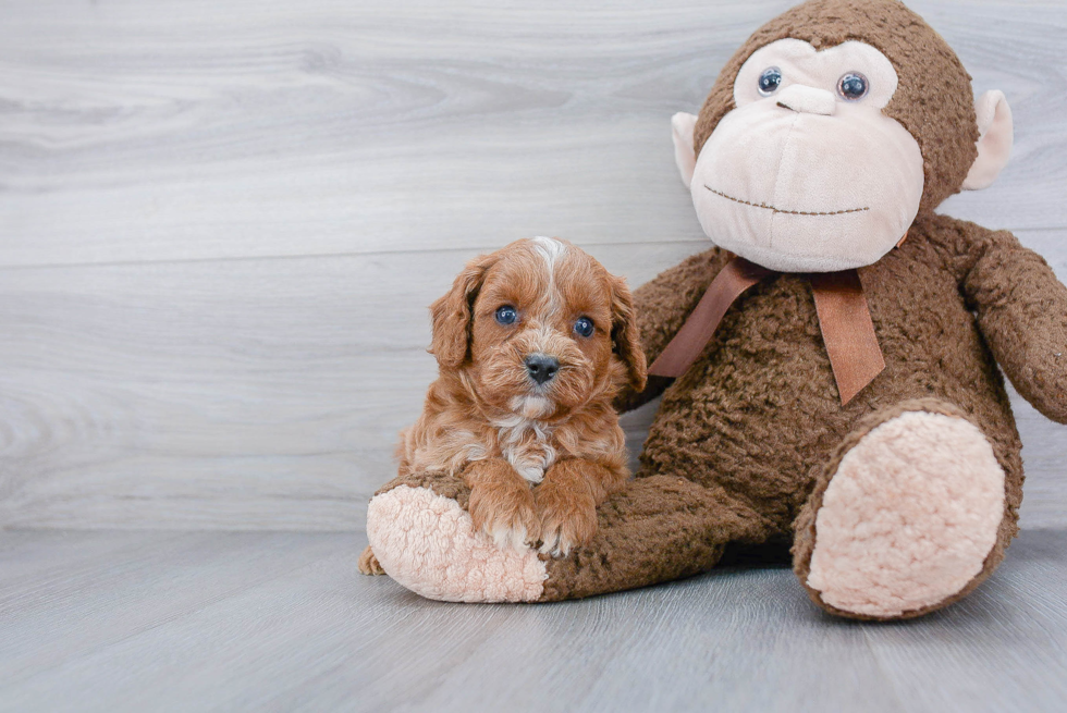 Funny Cavapoo Poodle Mix Pup