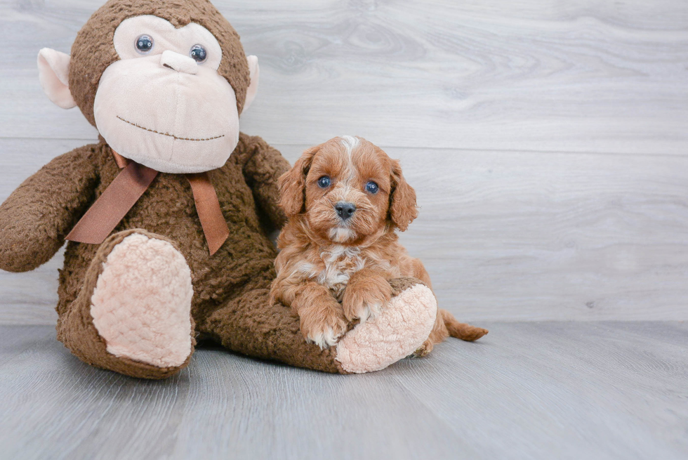 Cavapoo Pup Being Cute