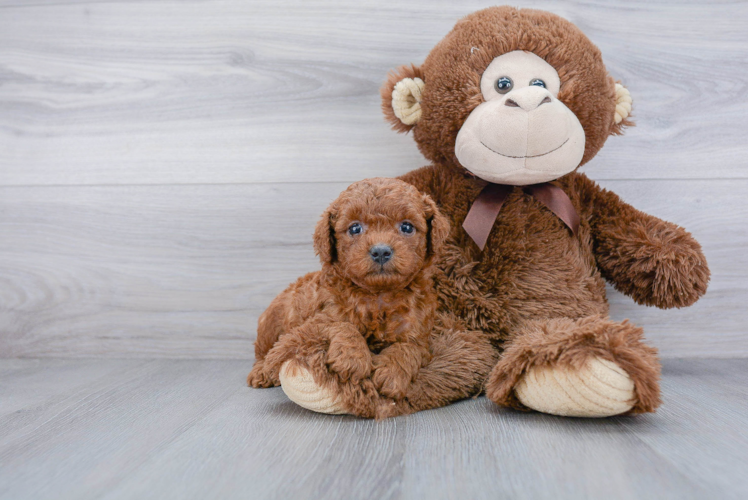 Hypoallergenic Cavoodle Poodle Mix Puppy