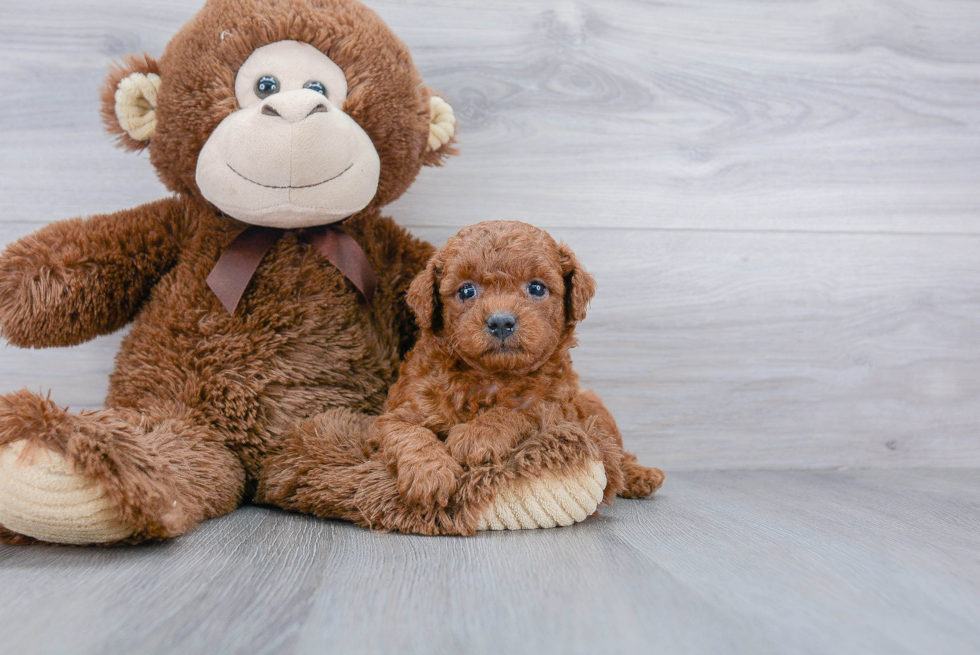 Cavapoo Puppy for Adoption