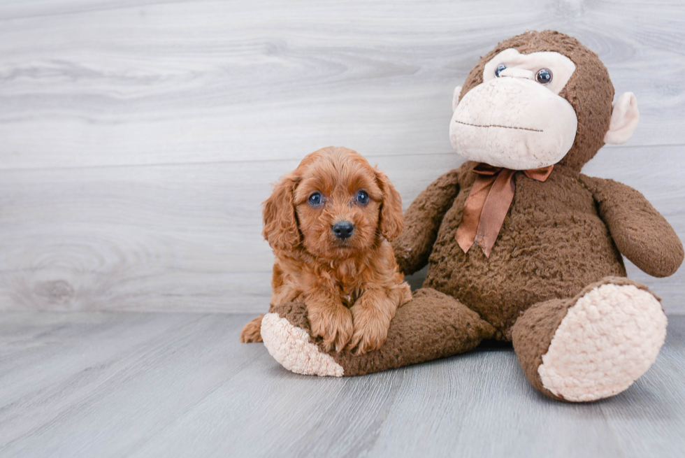 Little Cavoodle Poodle Mix Puppy