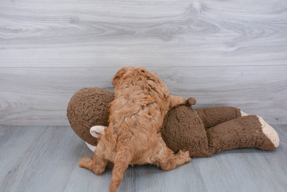 Playful Cavoodle Poodle Mix Puppy