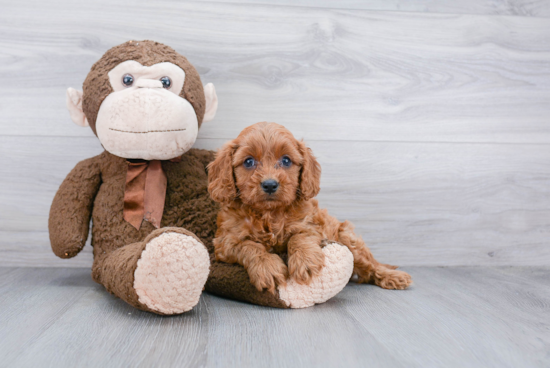 Hypoallergenic Cavoodle Poodle Mix Puppy