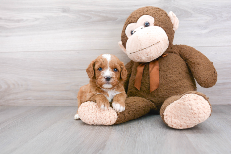 Cavapoo Pup Being Cute