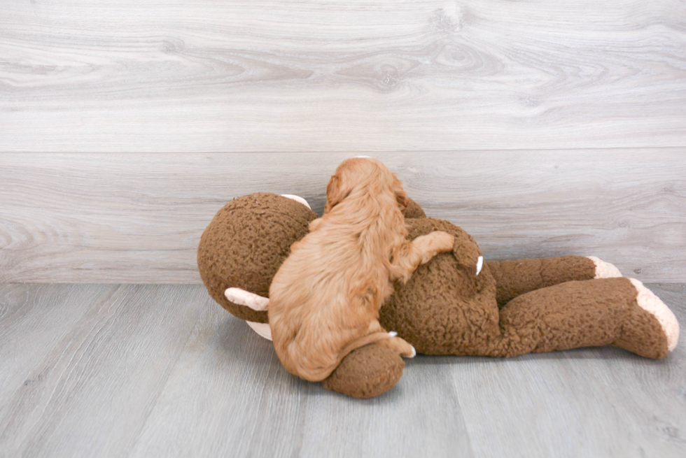 Cavapoo Pup Being Cute