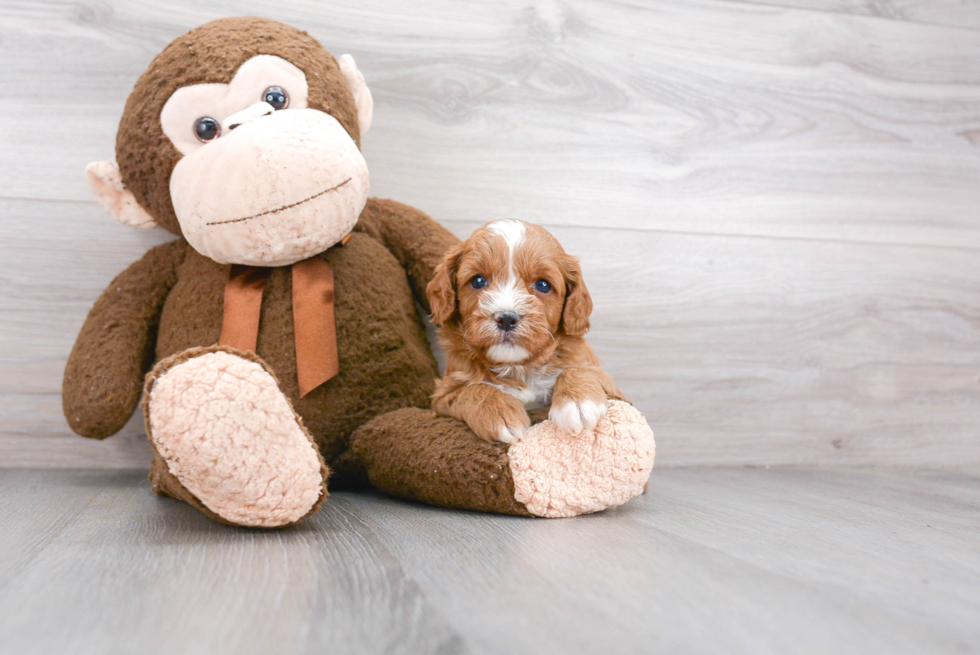 Small Cavapoo Baby