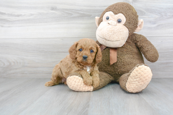 Cavapoo Puppy for Adoption