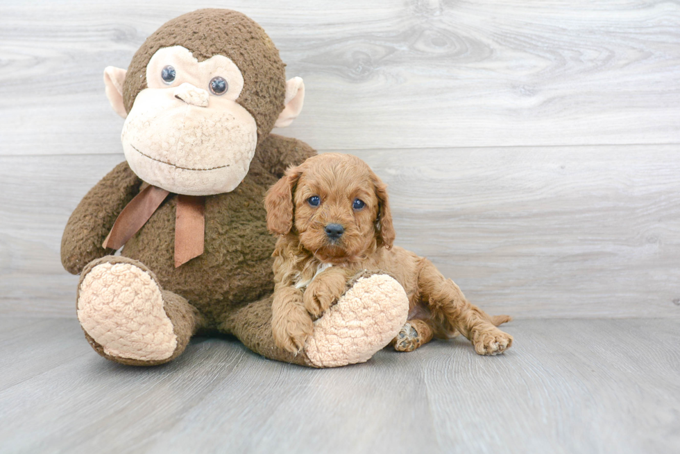 Adorable Cavoodle Poodle Mix Puppy