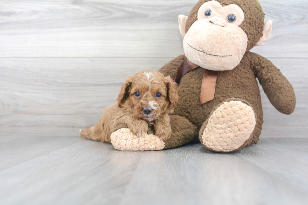 Cavapoo Puppy for Adoption