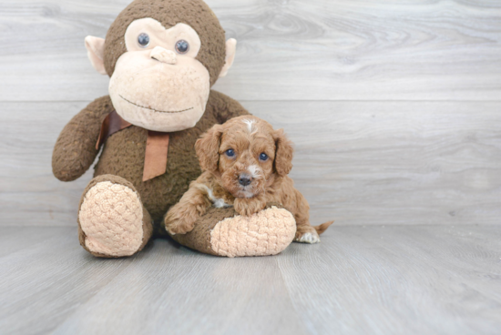 Petite Cavapoo Poodle Mix Pup