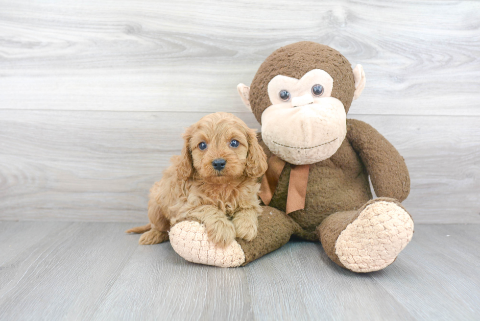 Little Cavoodle Poodle Mix Puppy