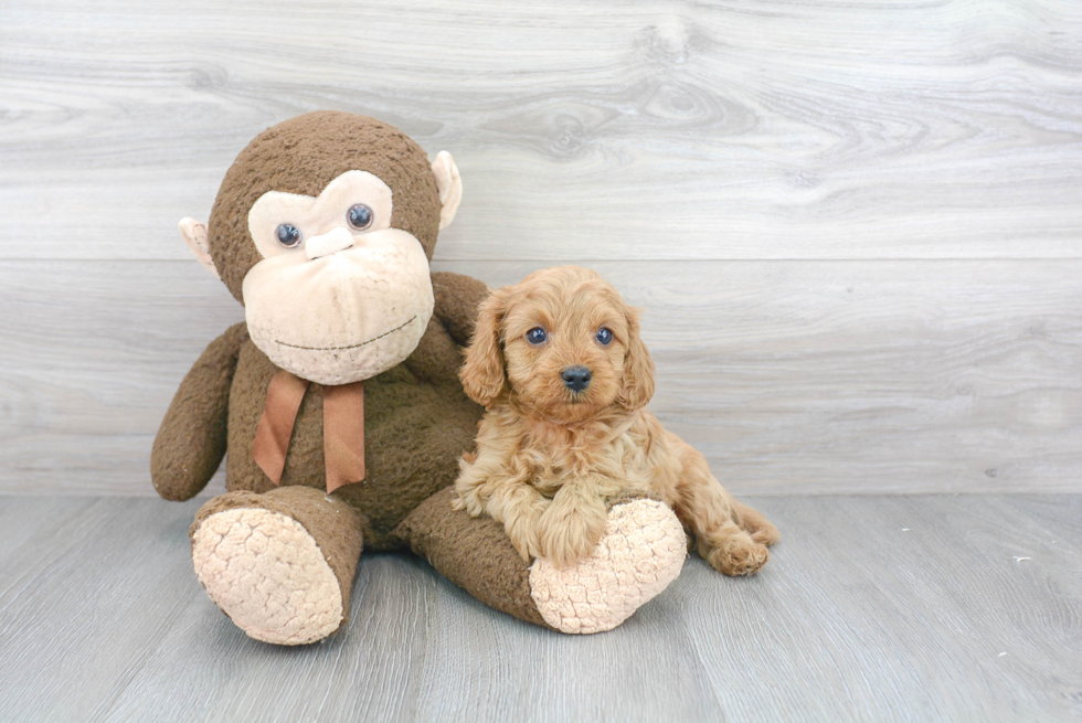 Cavapoo Pup Being Cute