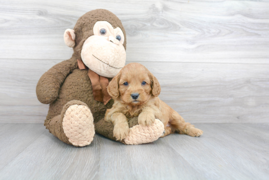 Cavapoo Puppy for Adoption