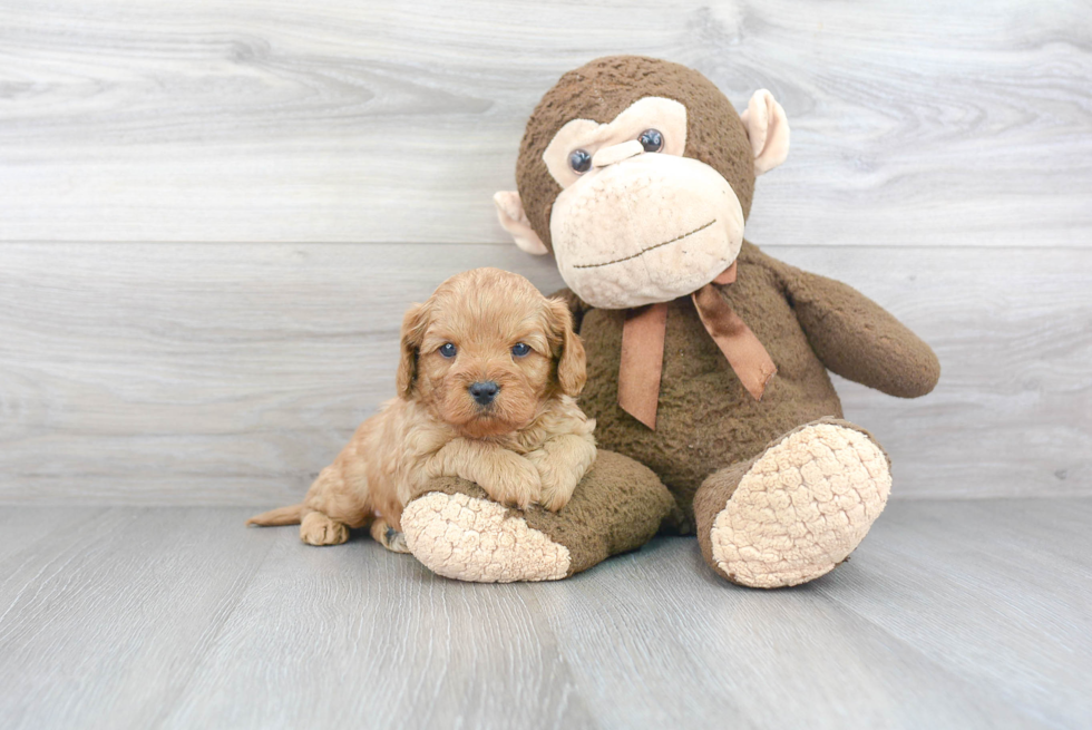 Hypoallergenic Cavoodle Poodle Mix Puppy