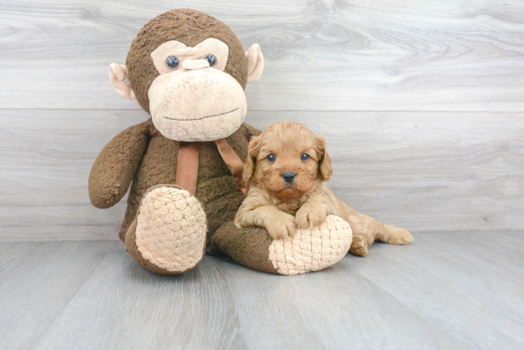 Cavapoo Pup Being Cute