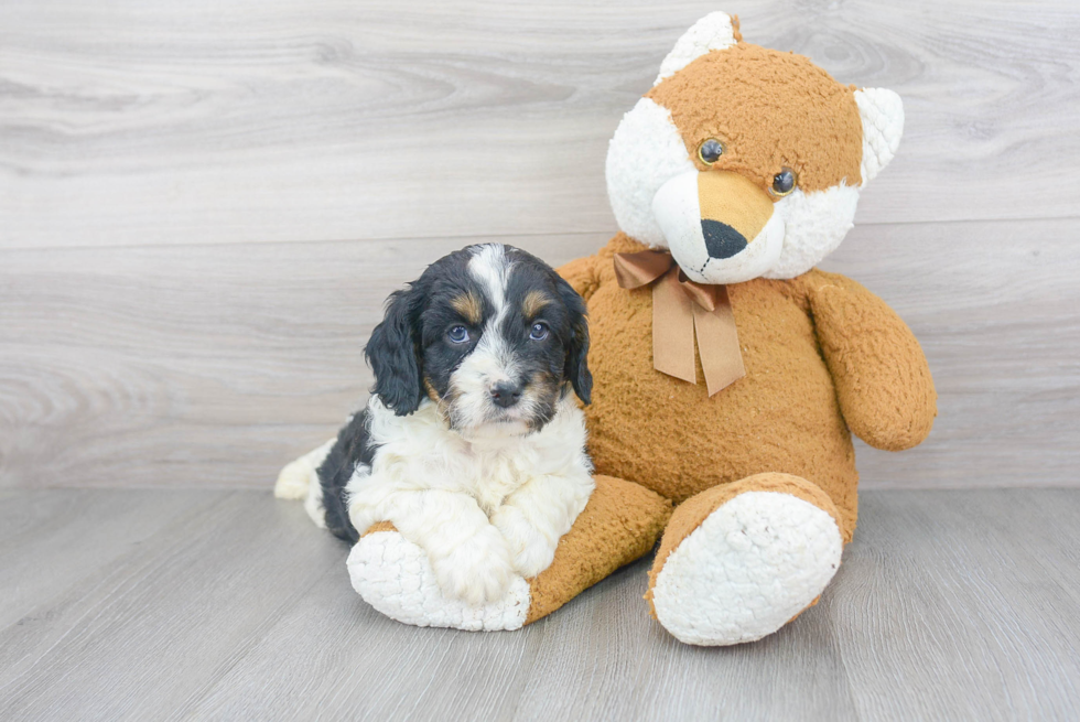 Best Cavapoo Baby