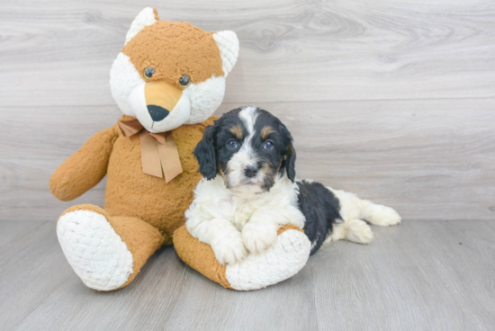 Cavapoo Puppy for Adoption