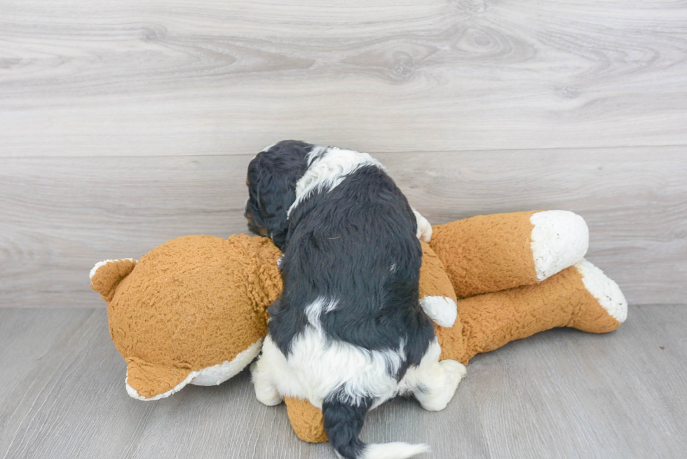 Best Cavapoo Baby