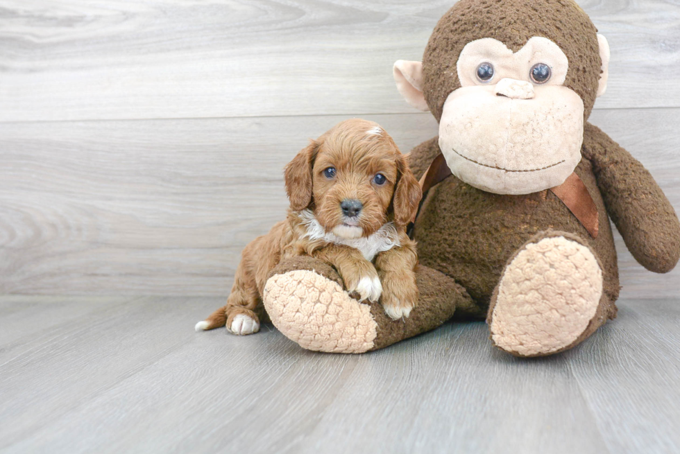 Cavapoo Puppy for Adoption