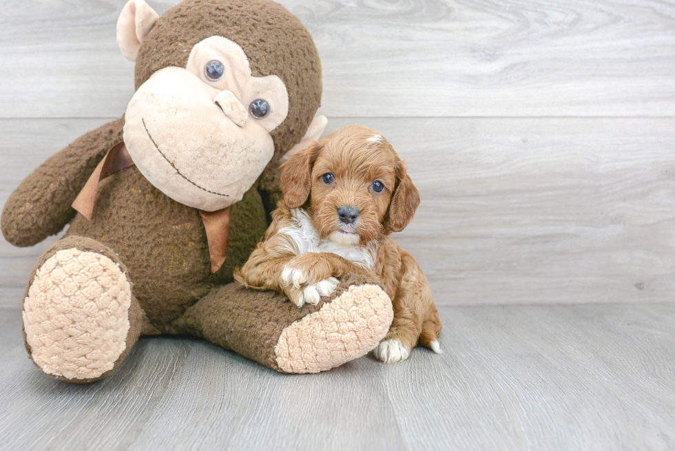 Best Cavapoo Baby